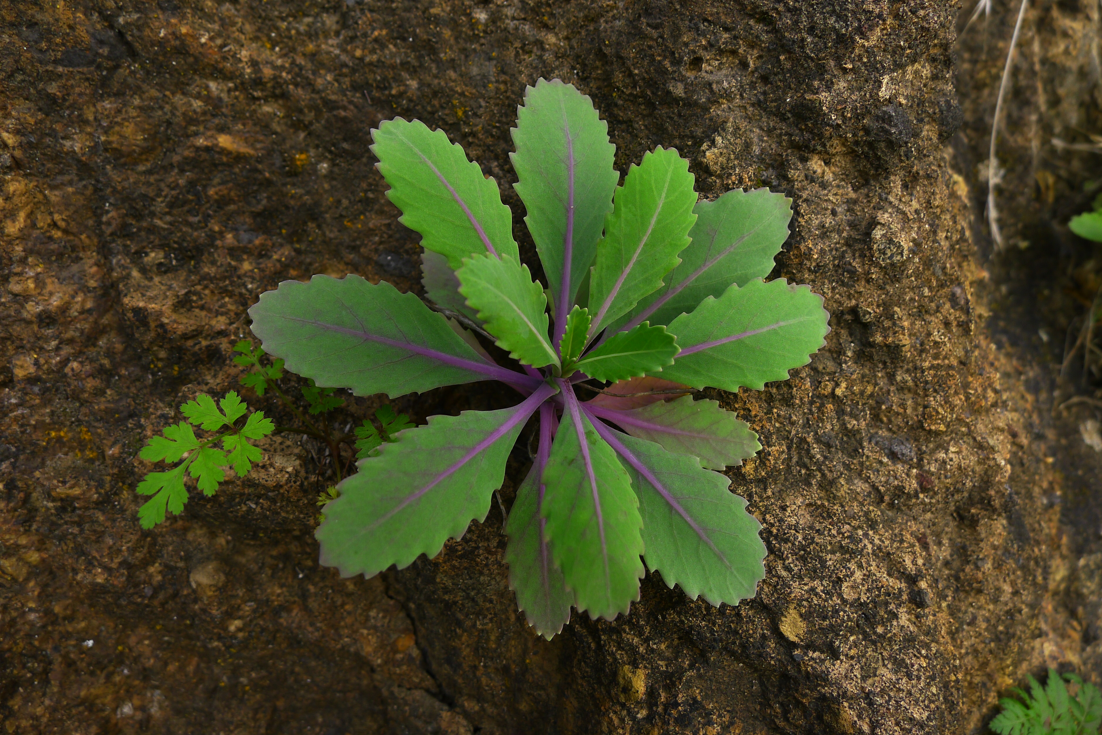 Homoploid hybrid speciation