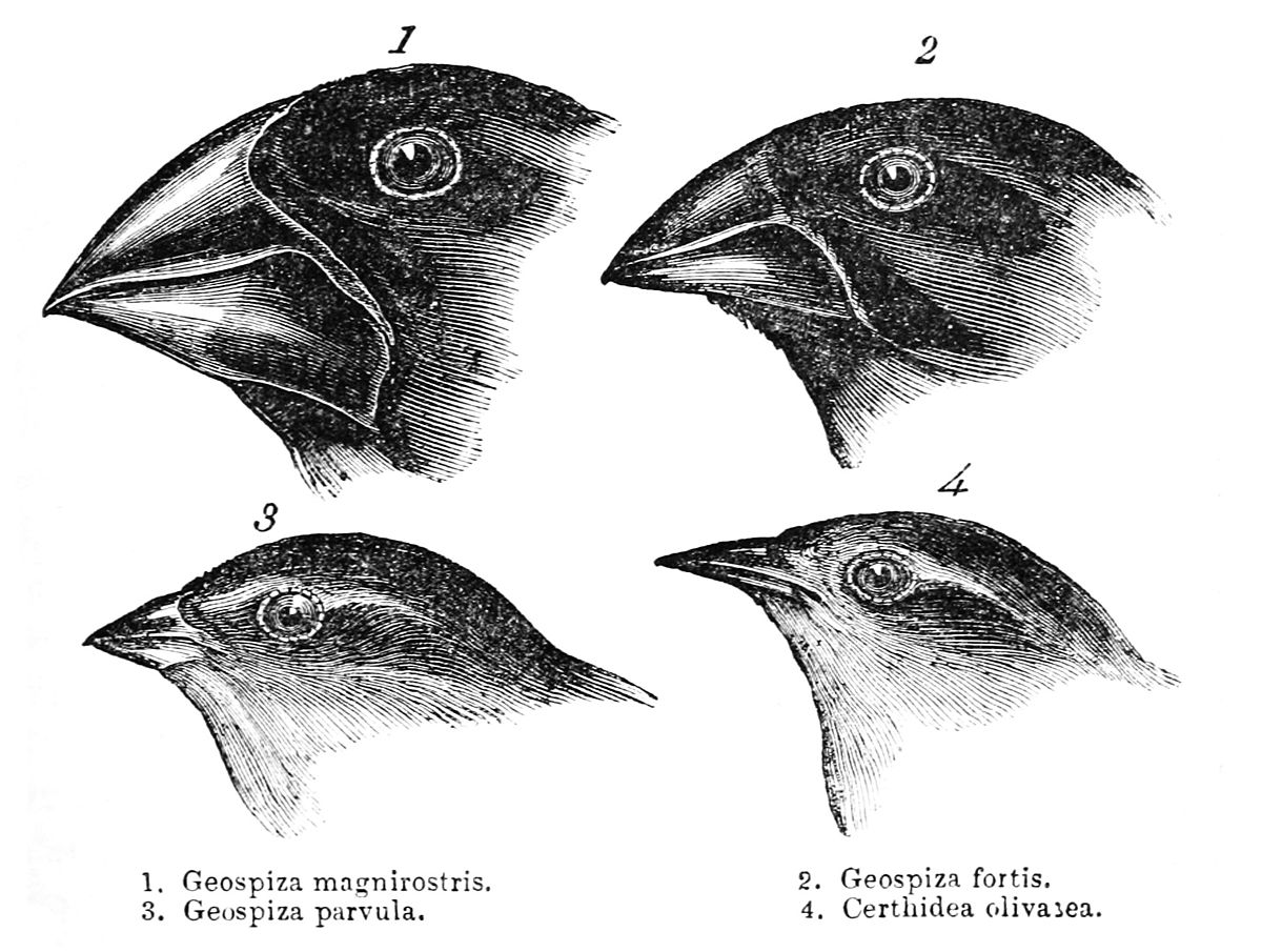 Ecological disparity in adaptive radiation