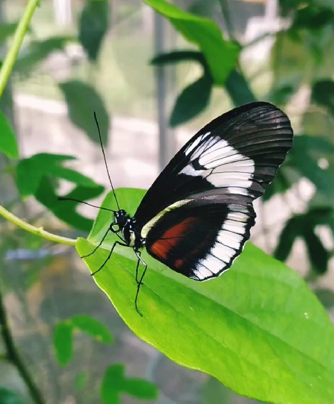 Genetic load in an insular Heliconius